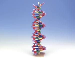 Städtisches Münchenkolleg: BIologie: DNA-Strang