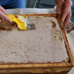 Die Schulimkerei des Städtisches Münchenkollegs: Der Schulgarten mit seinen Bienenvölkern hat geliefert: es gibt neuen Honig!