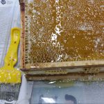 Städtisches Münchenkolleg: Biologie: Der Schulgarten mit seinen Bienenvölkern hat geliefert: es gibt neuen Honig!